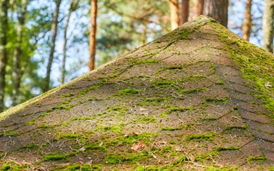 Why Roof Cleaning Is a Homeowner’s Secret Weapon