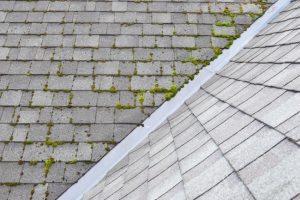 Why Your Home Needs Roof Cleaning Services