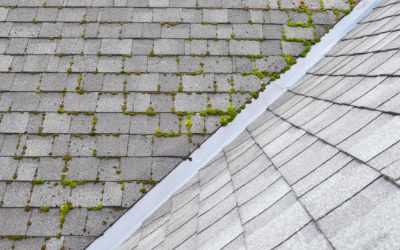 Why Your Home Needs Roof Cleaning Services