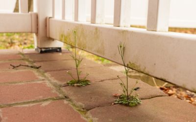 Top 4 Times to Schedule Professional Patio Cleaning Services