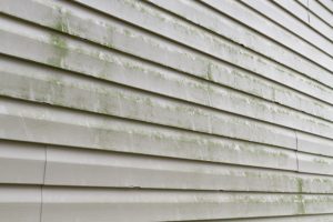 Siding Cleaning 101: The Science Behind Algae, Mold, and Mildew on Siding