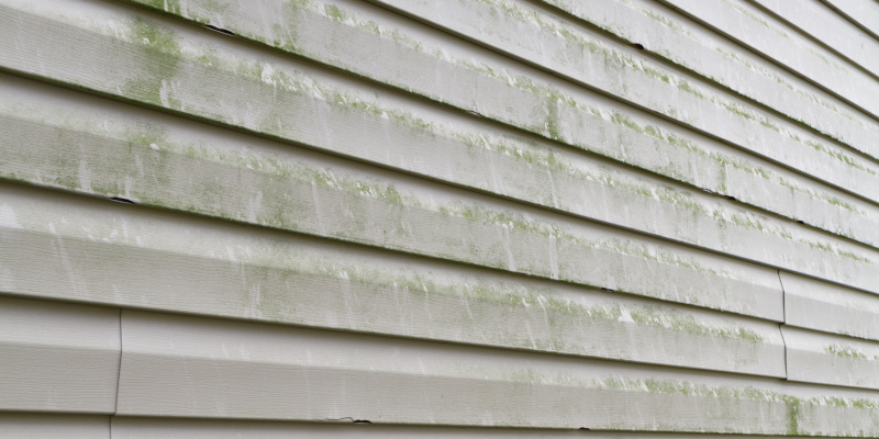 Siding Cleaning 101: The Science Behind Algae, Mold, and Mildew on Siding