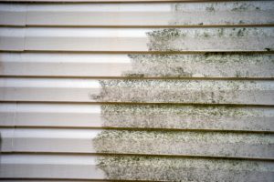 Mold 101: Understanding the Need for Siding Cleaning