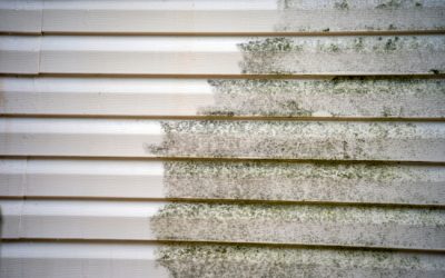Mold 101: Understanding the Need for Siding Cleaning