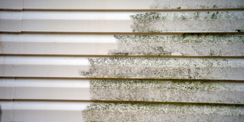 Mold 101: Understanding the Need for Siding Cleaning